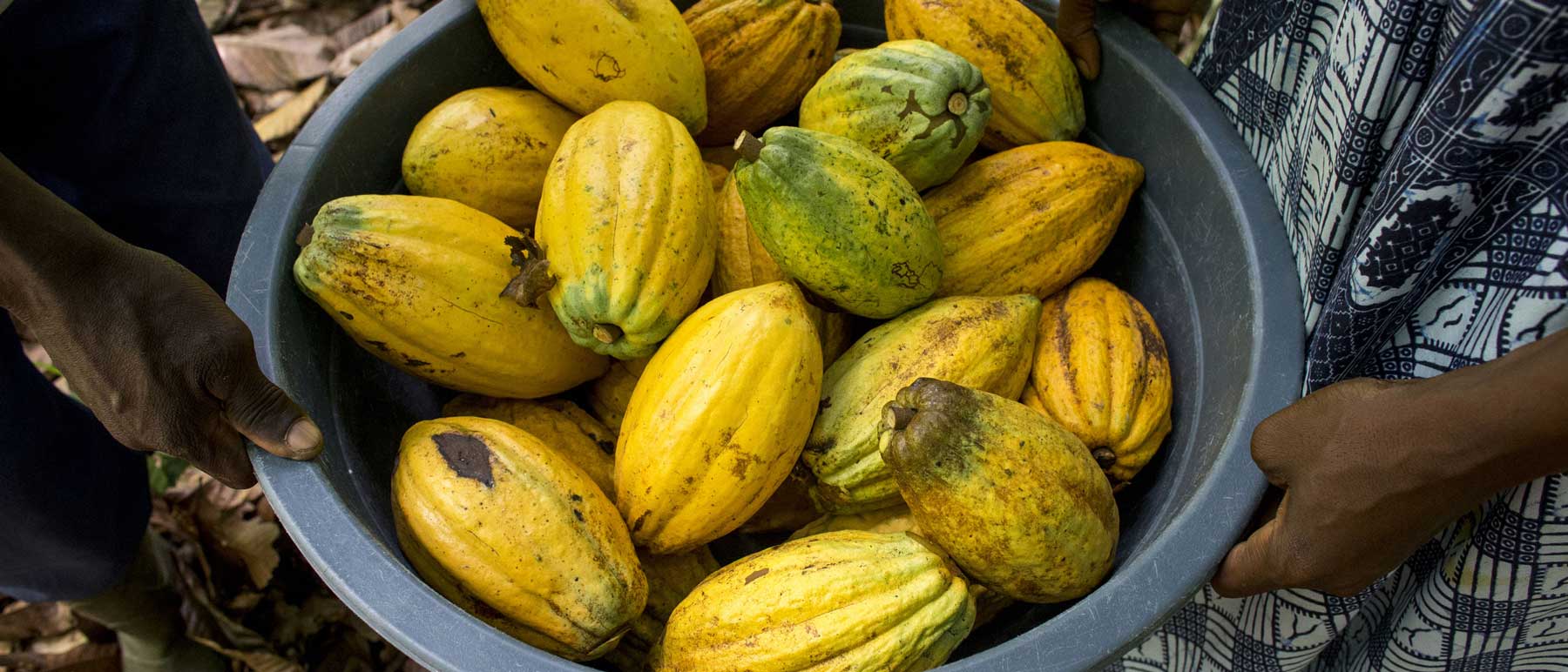 Cocoa pods being picked in the Cote D'Ivoire