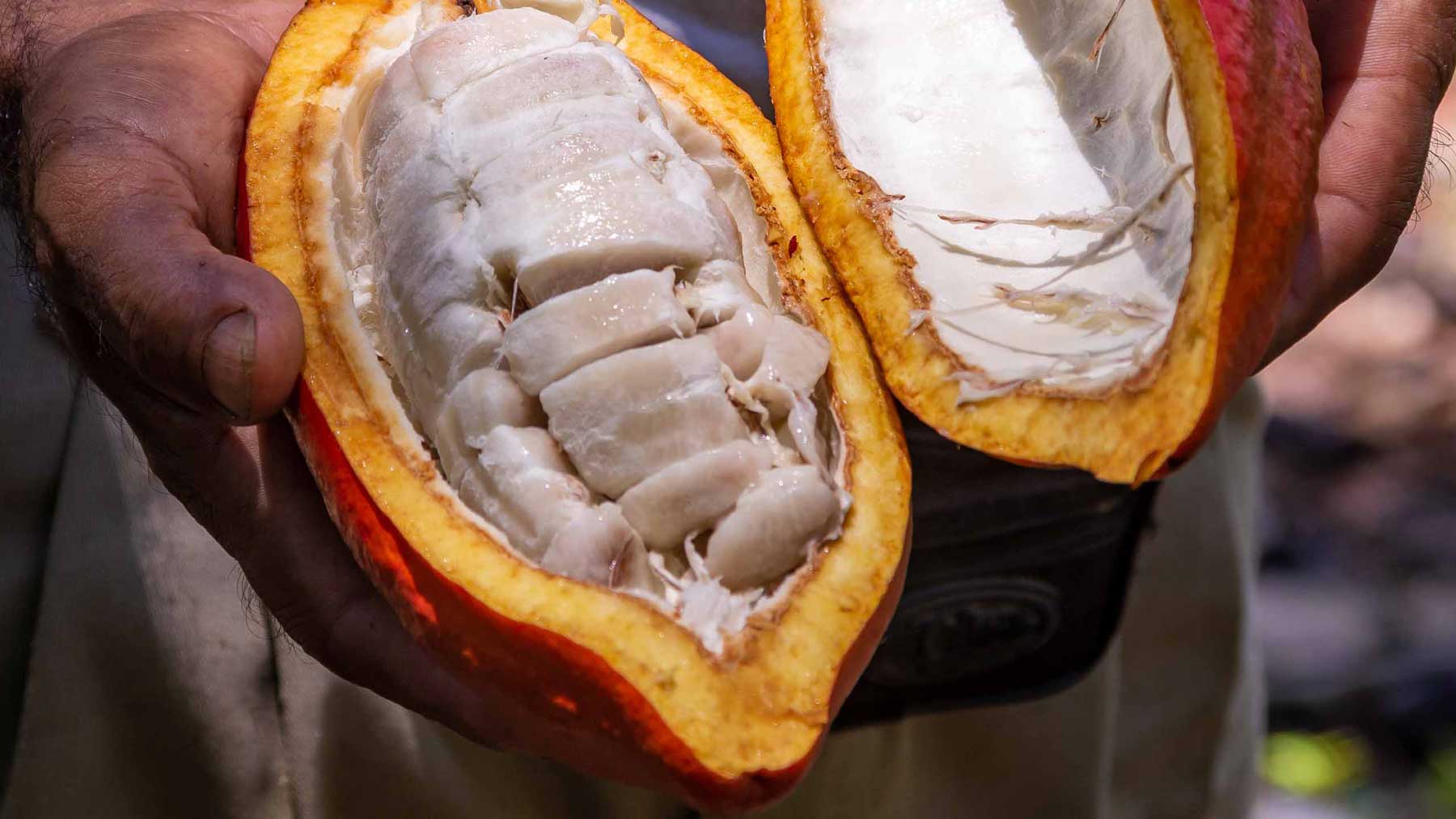 A photograph of the inside of a freshly picked cacao pod.