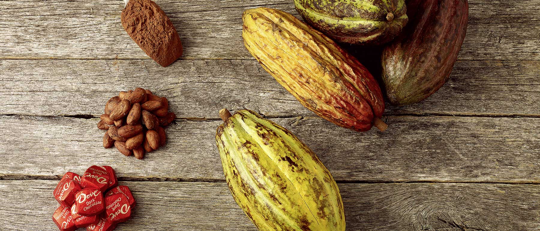 From pod to cocoa, a photograph of various stages of the chocolate making process.