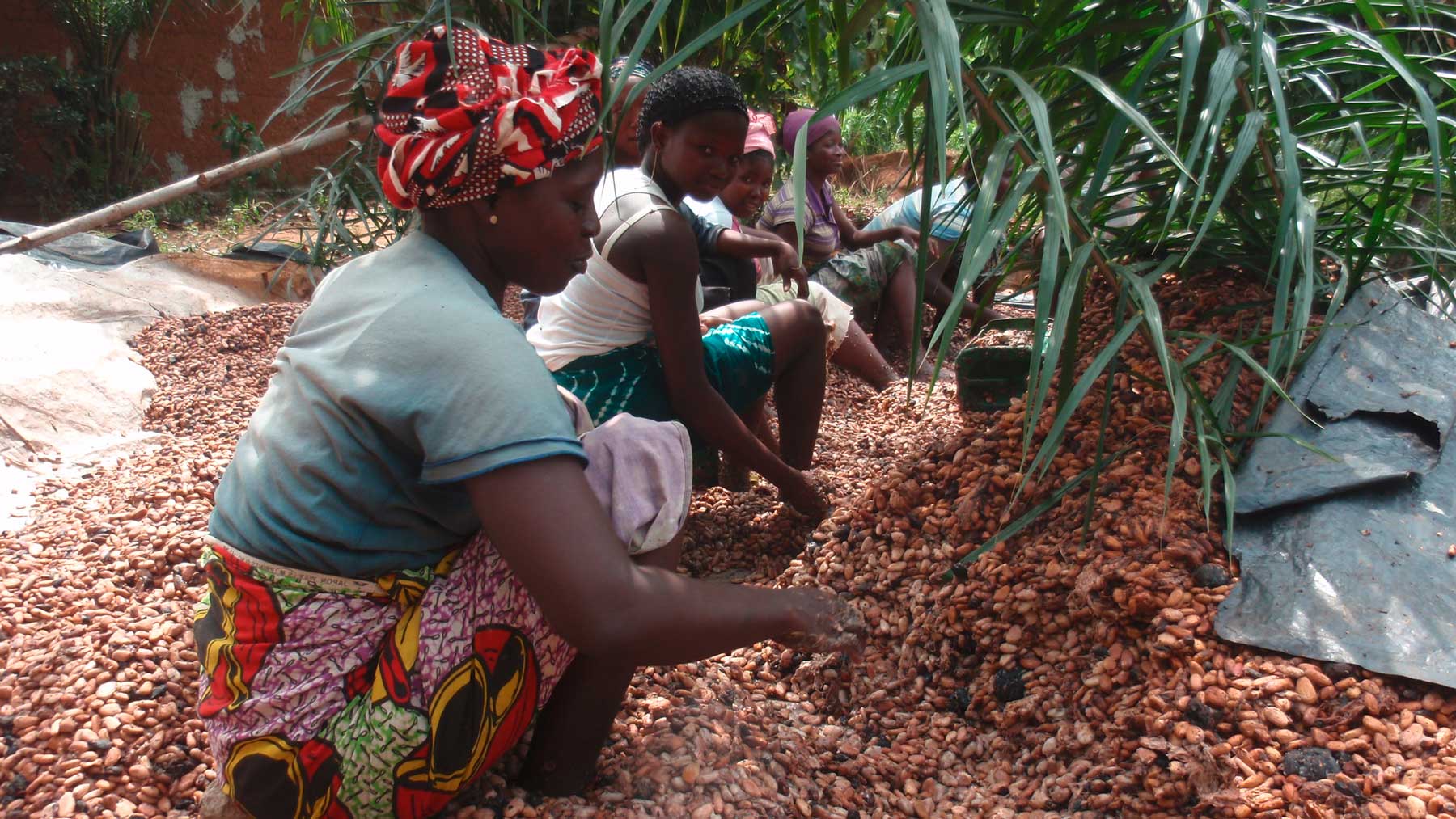 Women sort through cocoa beans in the Côte D'Ivoire